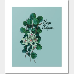 Hoya serpens in bloom Posters and Art